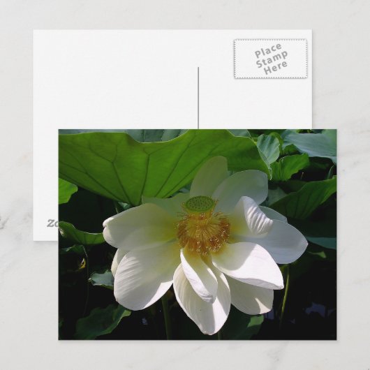 Briefkaart met delicate witte Lotus Flower (Voorkant / Achterkant)