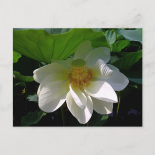 Briefkaart met delicate witte Lotus Flower