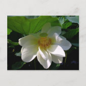Briefkaart met delicate witte Lotus Flower (Voorkant)