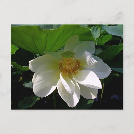 Briefkaart met delicate witte Lotus Flower (Voorkant)