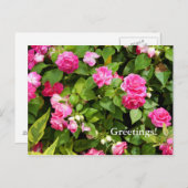 Briefkaart met dubbele impatiens (Voorkant / Achterkant)