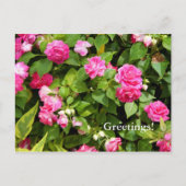 Briefkaart met dubbele impatiens (Voorkant)