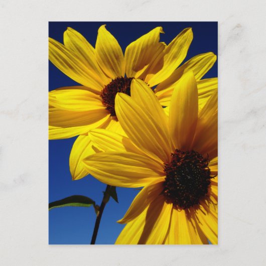 Briefkaart met dubbele zonnebloem (Voorkant)