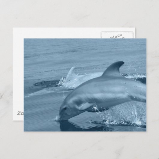 Briefkaart met duikDolphin (Voorkant / Achterkant)