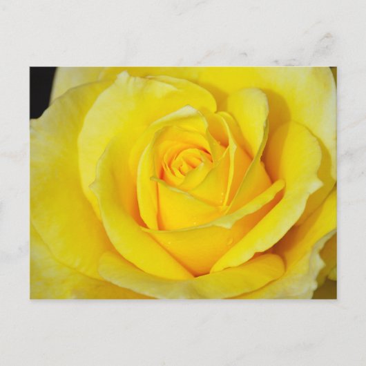 Briefkaart met één gele roze druk (Voorkant)