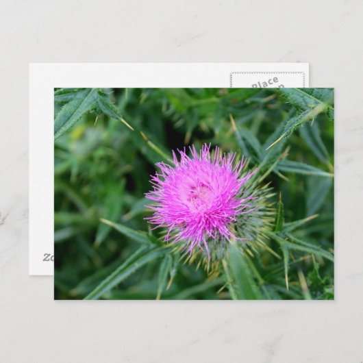 Briefkaart met een levendige dichting. (Voorkant / Achterkant)