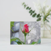 Briefkaart met één Roos (Staand voorkant)