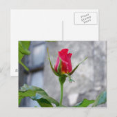 Briefkaart met één Roos (Voorkant / Achterkant)