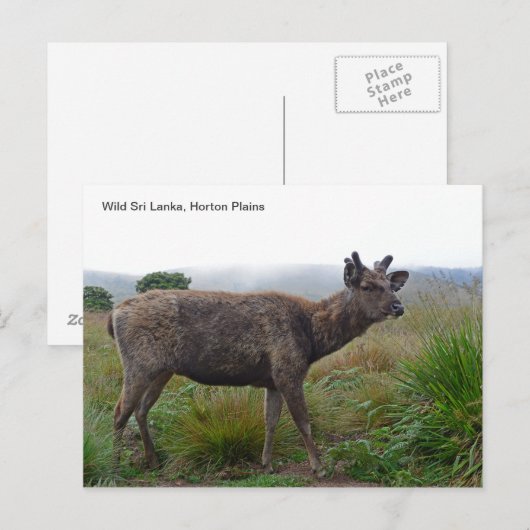 Briefkaart met een Sambar Deer (Voorkant / Achterkant)