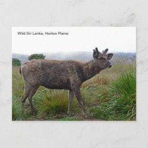 Briefkaart met een Sambar Deer