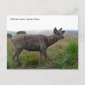 Briefkaart met een Sambar Deer (Voorkant)