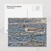 Briefkaart met één Sandpiper (Voorkant / Achterkant)