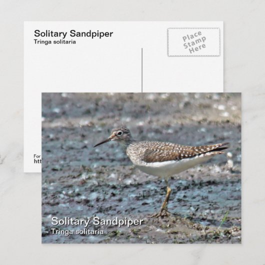Briefkaart met één Sandpiper (Voorkant / Achterkant)
