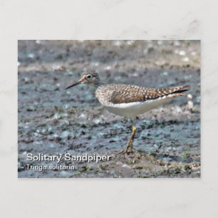 Briefkaart met één Sandpiper