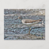 Briefkaart met één Sandpiper (Voorkant)