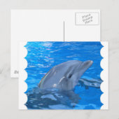 Briefkaart met flessendolfijn (Voorkant / Achterkant)