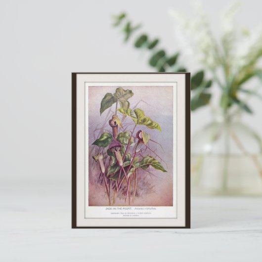 Briefkaart met fluitenzen van Jack-in-the-Pulpit (Staand voorkant)