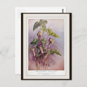 Briefkaart met fluitenzen van Jack-in-the-Pulpit (Voorkant / Achterkant)