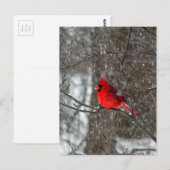 briefkaart met foto van de mannelijke kardinaal (Voorkant / Achterkant)