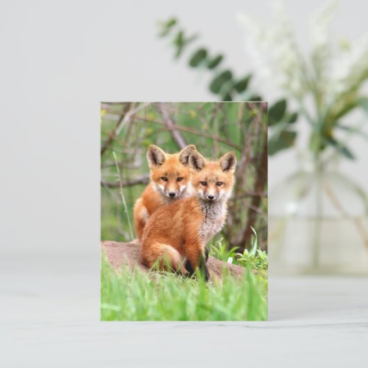 Briefkaart met foto van rode vosskits (Staand voorkant)