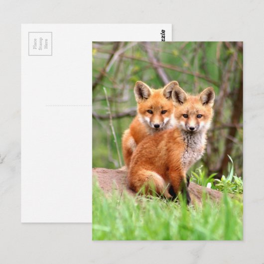 Briefkaart met foto van rode vosskits (Voorkant / Achterkant)