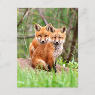 Briefkaart met foto van rode vosskits