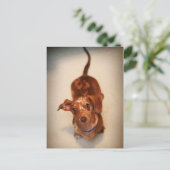 Briefkaart met gebotteld Dachshund (Staand voorkant)