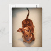 Briefkaart met gebotteld Dachshund (Voorkant / Achterkant)