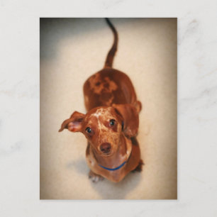 Briefkaart met gebotteld Dachshund