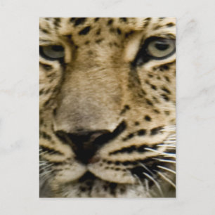 Briefkaart met gebotteld luipspuit
