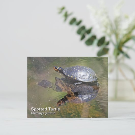 Briefkaart met gebotteld schildpad (Staand voorkant)