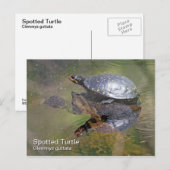 Briefkaart met gebotteld schildpad (Voorkant / Achterkant)