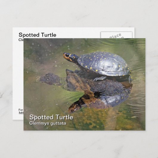 Briefkaart met gebotteld schildpad (Voorkant / Achterkant)