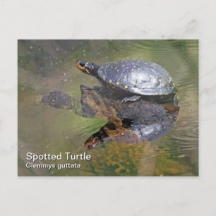 Briefkaart met gebotteld schildpad