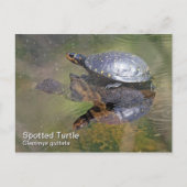 Briefkaart met gebotteld schildpad (Voorkant)