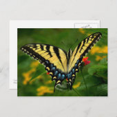 Briefkaart met geel rondvliegende biefstaart (Voorkant / Achterkant)