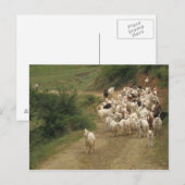 Briefkaart met geiten (Voorkant / Achterkant)