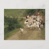 Briefkaart met geiten (Voorkant)