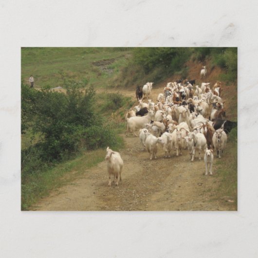 Briefkaart met geiten (Voorkant)