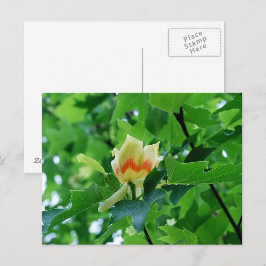 Briefkaart met gele populip (Voorkant / Achterkant)