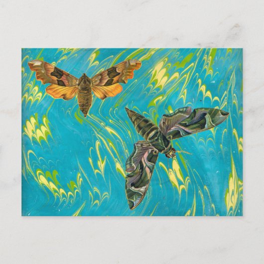 Briefkaart met gemarmerde Moth (Voorkant)