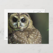 Briefkaart met gepotte kieuwen (Voorkant / Achterkant)