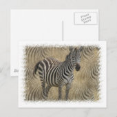 Briefkaart met gestreept Zebra (Voorkant / Achterkant)