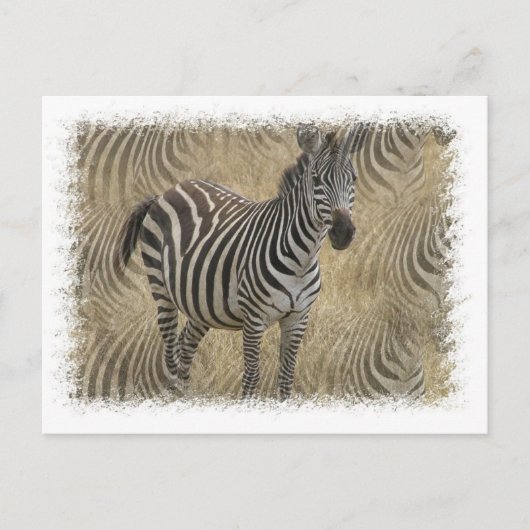 Briefkaart met gestreept Zebra (Voorkant)