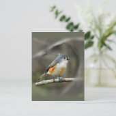 Briefkaart met getufte Titmouse (Staand voorkant)