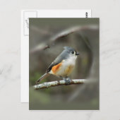 Briefkaart met getufte Titmouse (Voorkant / Achterkant)