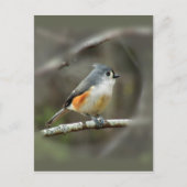 Briefkaart met getufte Titmouse (Voorkant)
