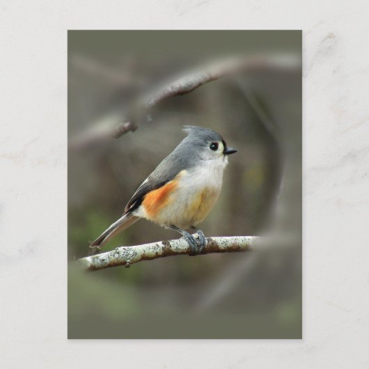 Briefkaart met getufte Titmouse (Voorkant)