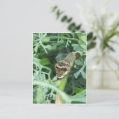 Briefkaart met gigantische slipstaart (Staand voorkant)