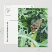 Briefkaart met gigantische slipstaart (Voorkant / Achterkant)